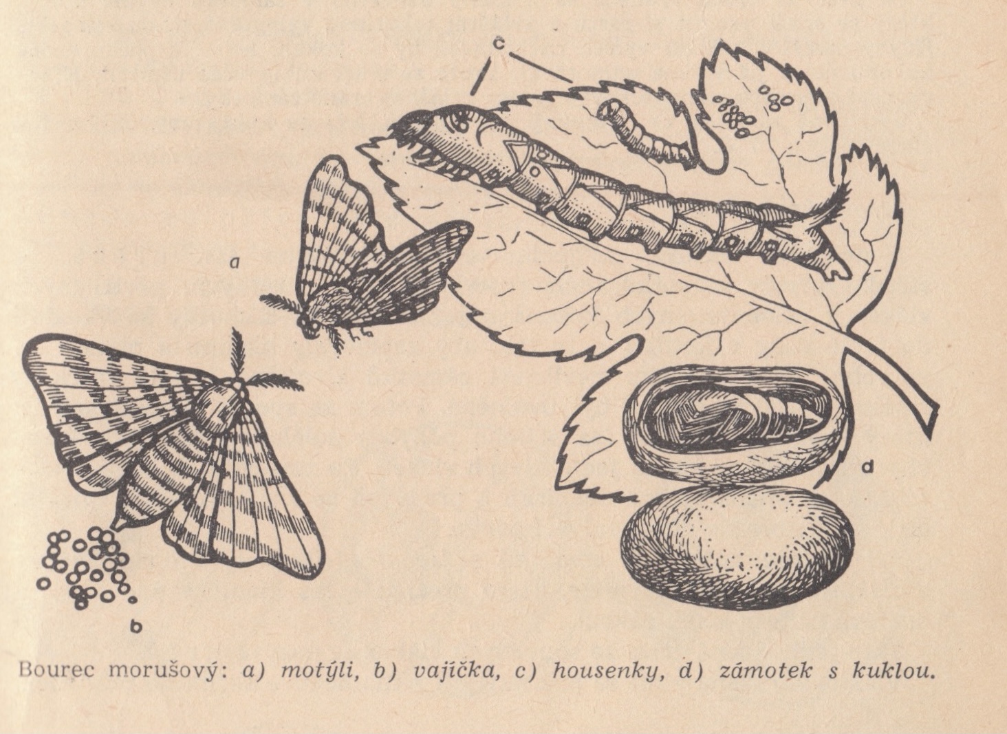 Ilustrace fáze života bource morušového